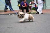 2009-Mystic-Krewe-of-Barkus-Mardi-Gras-French-Quarter-New-Orleans-Dog-Parade-0896