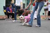 2009-Mystic-Krewe-of-Barkus-Mardi-Gras-French-Quarter-New-Orleans-Dog-Parade-0897