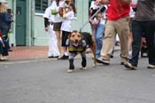 2009-Mystic-Krewe-of-Barkus-Mardi-Gras-French-Quarter-New-Orleans-Dog-Parade-0898