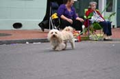 2009-Mystic-Krewe-of-Barkus-Mardi-Gras-French-Quarter-New-Orleans-Dog-Parade-0899