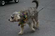 2009-Mystic-Krewe-of-Barkus-Mardi-Gras-French-Quarter-New-Orleans-Dog-Parade-0902