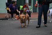 2009-Mystic-Krewe-of-Barkus-Mardi-Gras-French-Quarter-New-Orleans-Dog-Parade-0904