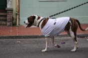 2009-Mystic-Krewe-of-Barkus-Mardi-Gras-French-Quarter-New-Orleans-Dog-Parade-0905