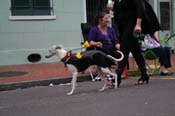 2009-Mystic-Krewe-of-Barkus-Mardi-Gras-French-Quarter-New-Orleans-Dog-Parade-0906