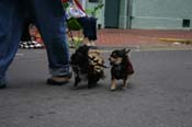 2009-Mystic-Krewe-of-Barkus-Mardi-Gras-French-Quarter-New-Orleans-Dog-Parade-0907