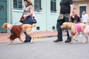 2009-Mystic-Krewe-of-Barkus-Mardi-Gras-French-Quarter-New-Orleans-Dog-Parade-0908