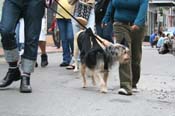 2009-Mystic-Krewe-of-Barkus-Mardi-Gras-French-Quarter-New-Orleans-Dog-Parade-0910