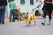 2009-Mystic-Krewe-of-Barkus-Mardi-Gras-French-Quarter-New-Orleans-Dog-Parade-0914