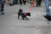 2009-Mystic-Krewe-of-Barkus-Mardi-Gras-French-Quarter-New-Orleans-Dog-Parade-0916