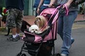 2009-Mystic-Krewe-of-Barkus-Mardi-Gras-French-Quarter-New-Orleans-Dog-Parade-0921