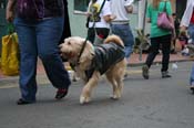 2009-Mystic-Krewe-of-Barkus-Mardi-Gras-French-Quarter-New-Orleans-Dog-Parade-0922