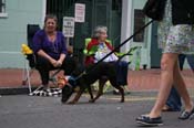 2009-Mystic-Krewe-of-Barkus-Mardi-Gras-French-Quarter-New-Orleans-Dog-Parade-0925