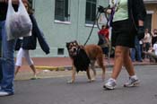 2009-Mystic-Krewe-of-Barkus-Mardi-Gras-French-Quarter-New-Orleans-Dog-Parade-0926