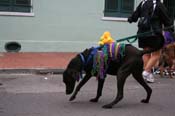 2009-Mystic-Krewe-of-Barkus-Mardi-Gras-French-Quarter-New-Orleans-Dog-Parade-0929