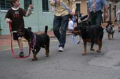 2009-Mystic-Krewe-of-Barkus-Mardi-Gras-French-Quarter-New-Orleans-Dog-Parade-0930a