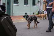 2009-Mystic-Krewe-of-Barkus-Mardi-Gras-French-Quarter-New-Orleans-Dog-Parade-0931a