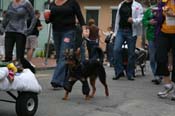 2009-Mystic-Krewe-of-Barkus-Mardi-Gras-French-Quarter-New-Orleans-Dog-Parade-0932