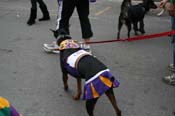 2009-Mystic-Krewe-of-Barkus-Mardi-Gras-French-Quarter-New-Orleans-Dog-Parade-0933