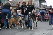 2009-Mystic-Krewe-of-Barkus-Mardi-Gras-French-Quarter-New-Orleans-Dog-Parade-0933a