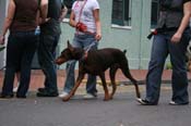 2009-Mystic-Krewe-of-Barkus-Mardi-Gras-French-Quarter-New-Orleans-Dog-Parade-0935