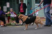 2009-Mystic-Krewe-of-Barkus-Mardi-Gras-French-Quarter-New-Orleans-Dog-Parade-0940