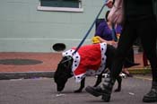 2009-Mystic-Krewe-of-Barkus-Mardi-Gras-French-Quarter-New-Orleans-Dog-Parade-0947