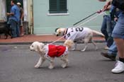 2009-Mystic-Krewe-of-Barkus-Mardi-Gras-French-Quarter-New-Orleans-Dog-Parade-0949