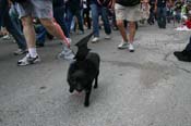 2009-Mystic-Krewe-of-Barkus-Mardi-Gras-French-Quarter-New-Orleans-Dog-Parade-0954