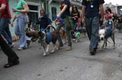 2009-Mystic-Krewe-of-Barkus-Mardi-Gras-French-Quarter-New-Orleans-Dog-Parade-0956