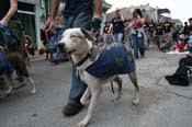 2009-Mystic-Krewe-of-Barkus-Mardi-Gras-French-Quarter-New-Orleans-Dog-Parade-0957