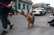 2009-Mystic-Krewe-of-Barkus-Mardi-Gras-French-Quarter-New-Orleans-Dog-Parade-0964