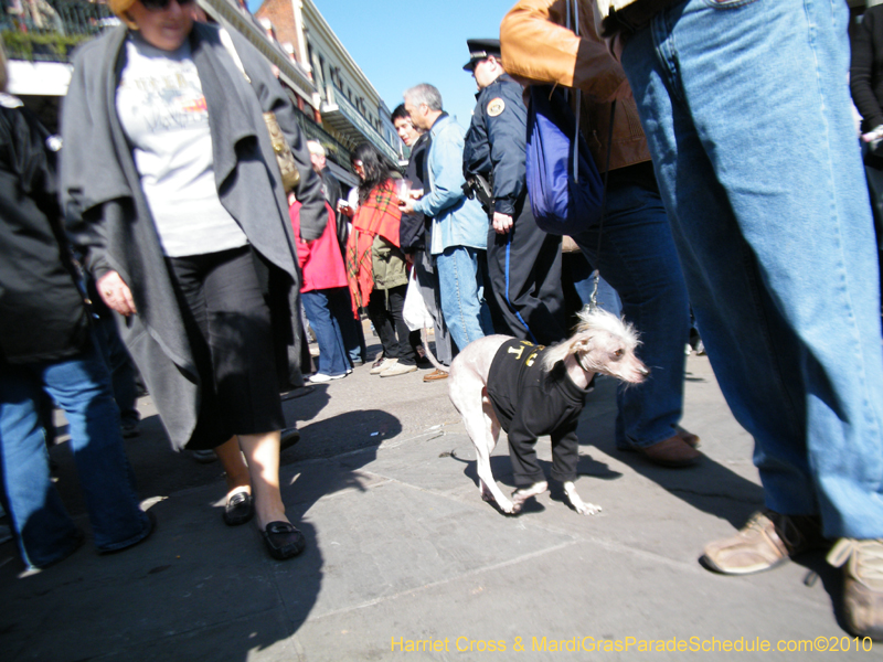 Mystic-Krewe-of-Barkus-2010-HC-Dog-Parade-Mardi-Gras-New-Orleans-8427