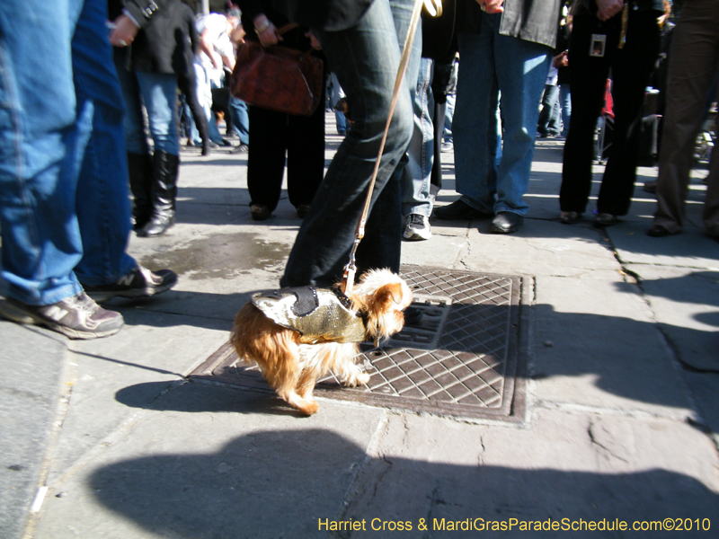 Mystic-Krewe-of-Barkus-2010-HC-Dog-Parade-Mardi-Gras-New-Orleans-8442