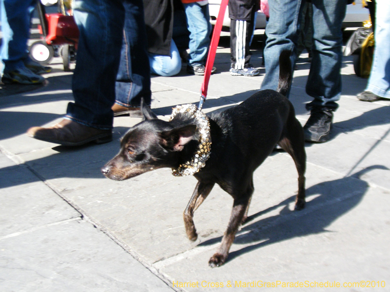 Mystic-Krewe-of-Barkus-2010-HC-Dog-Parade-Mardi-Gras-New-Orleans-8453