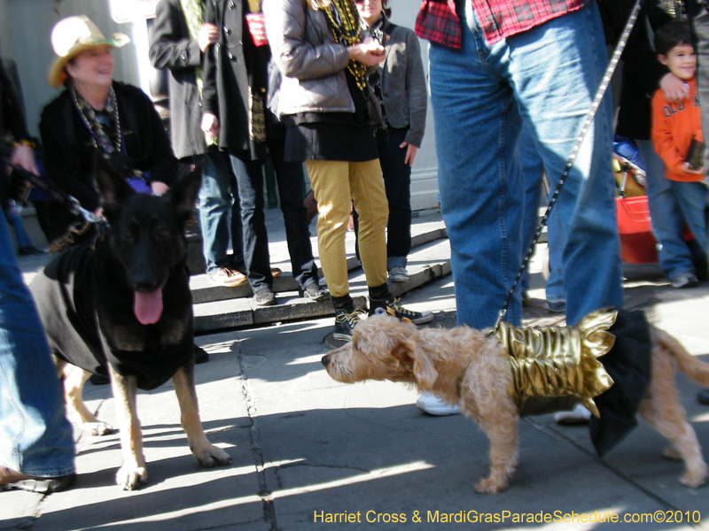 Mystic-Krewe-of-Barkus-2010-HC-Dog-Parade-Mardi-Gras-New-Orleans-8465