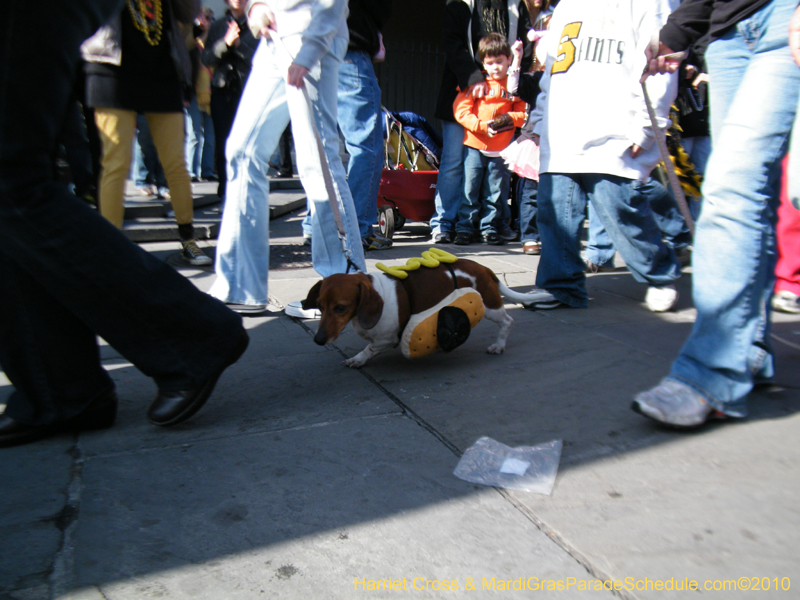 Mystic-Krewe-of-Barkus-2010-HC-Dog-Parade-Mardi-Gras-New-Orleans-8490