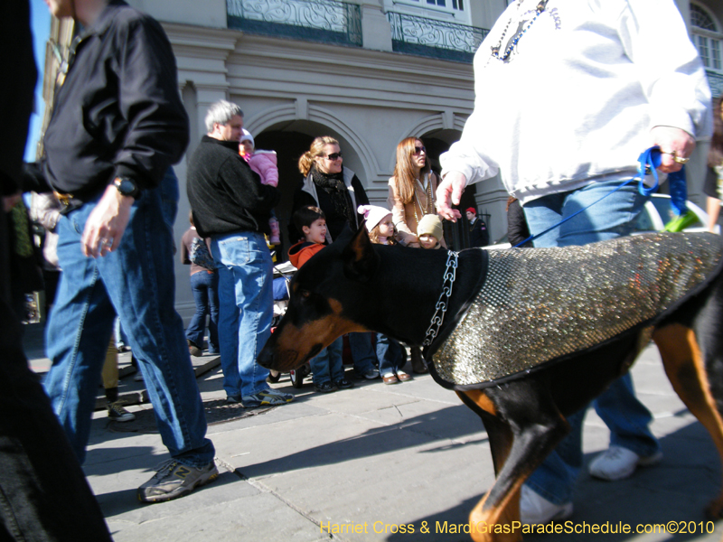 Mystic-Krewe-of-Barkus-2010-HC-Dog-Parade-Mardi-Gras-New-Orleans-8508