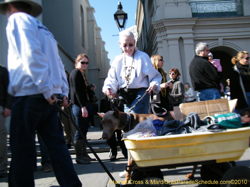 Mystic-Krewe-of-Barkus-2010-HC-Dog-Parade-Mardi-Gras-New-Orleans-8509