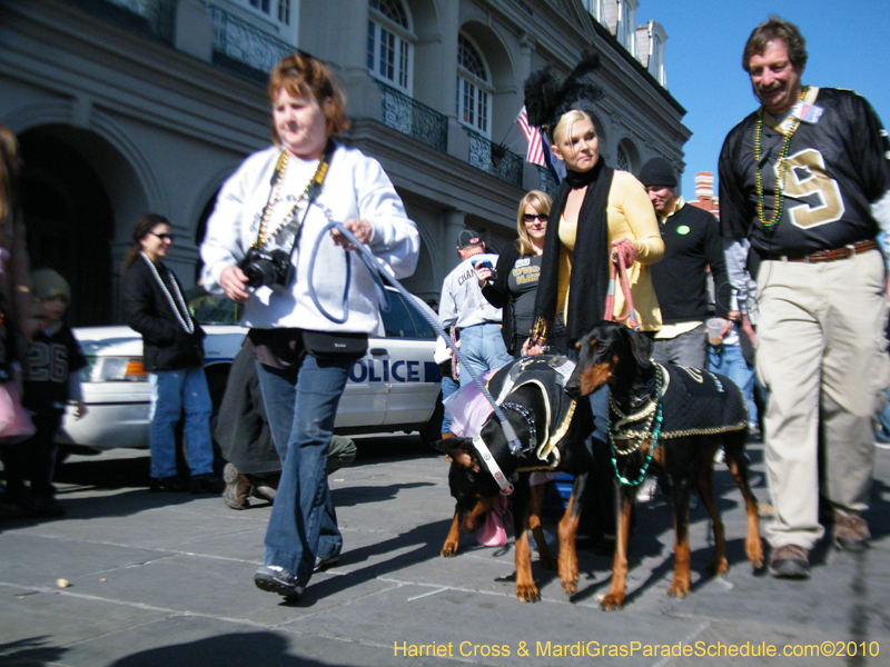 Mystic-Krewe-of-Barkus-2010-HC-Dog-Parade-Mardi-Gras-New-Orleans-8512