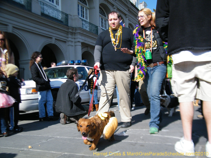 Mystic-Krewe-of-Barkus-2010-HC-Dog-Parade-Mardi-Gras-New-Orleans-8523