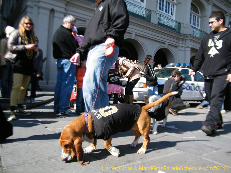 Mystic-Krewe-of-Barkus-2010-HC-Dog-Parade-Mardi-Gras-New-Orleans-8529