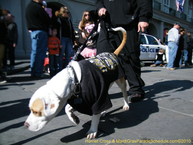 Mystic-Krewe-of-Barkus-2010-HC-Dog-Parade-Mardi-Gras-New-Orleans-8530