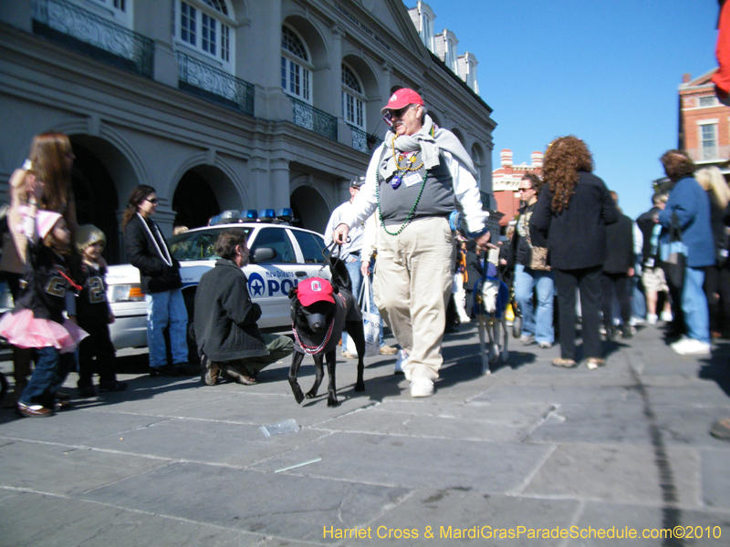 Mystic-Krewe-of-Barkus-2010-HC-Dog-Parade-Mardi-Gras-New-Orleans-8531