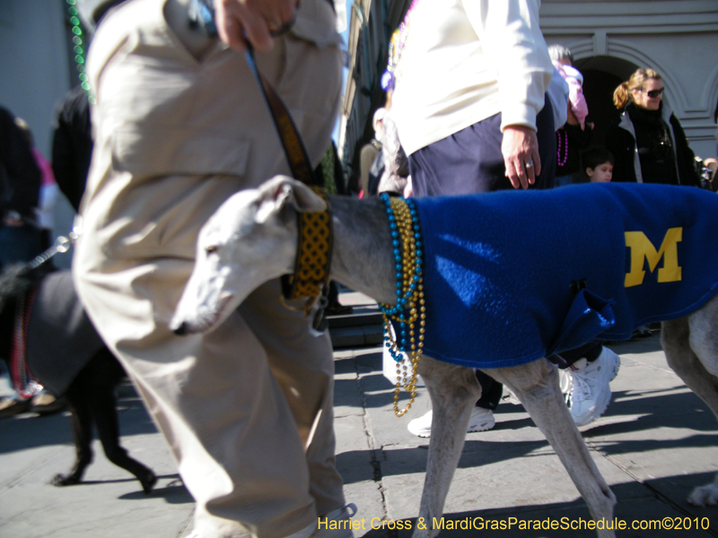 Mystic-Krewe-of-Barkus-2010-HC-Dog-Parade-Mardi-Gras-New-Orleans-8533