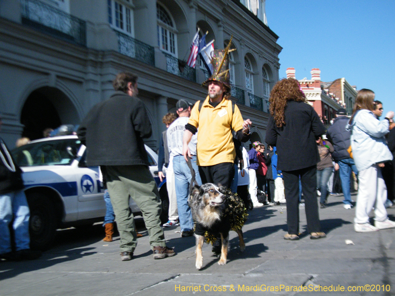 Mystic-Krewe-of-Barkus-2010-HC-Dog-Parade-Mardi-Gras-New-Orleans-8538