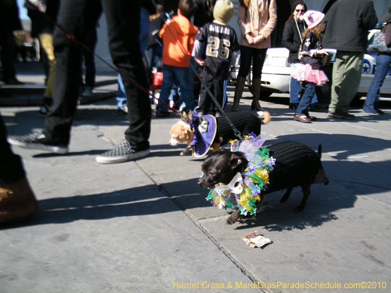 Mystic-Krewe-of-Barkus-2010-HC-Dog-Parade-Mardi-Gras-New-Orleans-8546