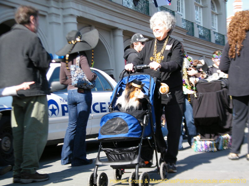 Mystic-Krewe-of-Barkus-2010-HC-Dog-Parade-Mardi-Gras-New-Orleans-8547