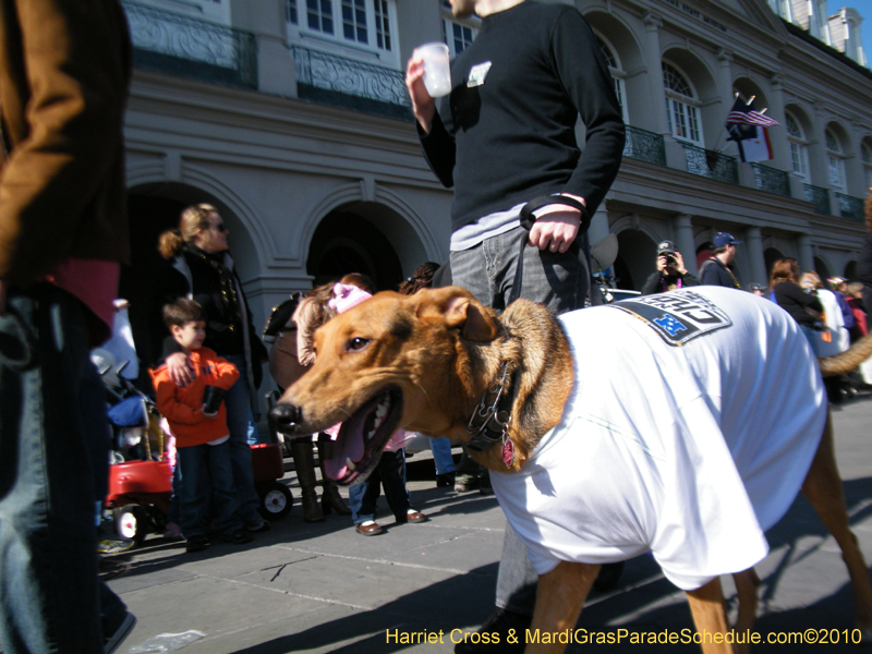 Mystic-Krewe-of-Barkus-2010-HC-Dog-Parade-Mardi-Gras-New-Orleans-8552