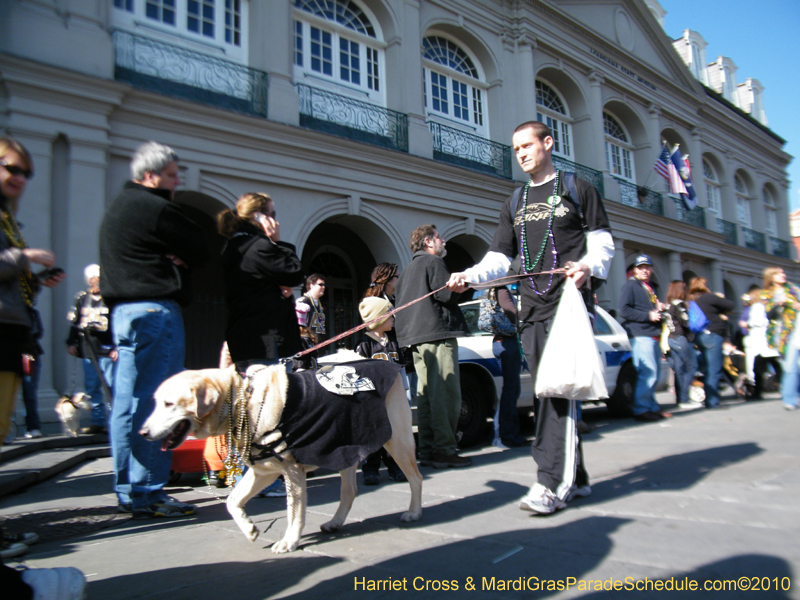 Mystic-Krewe-of-Barkus-2010-HC-Dog-Parade-Mardi-Gras-New-Orleans-8569