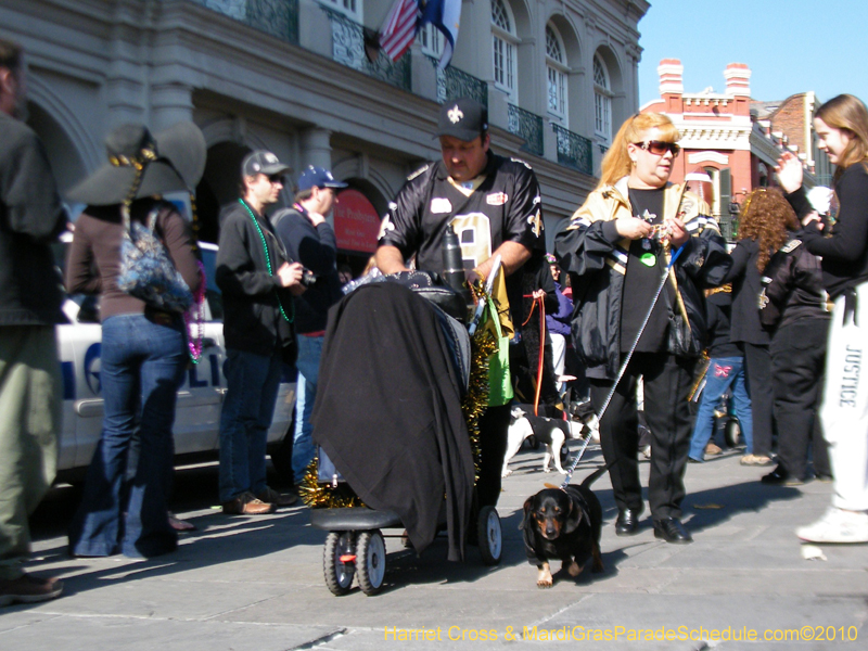 Mystic-Krewe-of-Barkus-2010-HC-Dog-Parade-Mardi-Gras-New-Orleans-8578